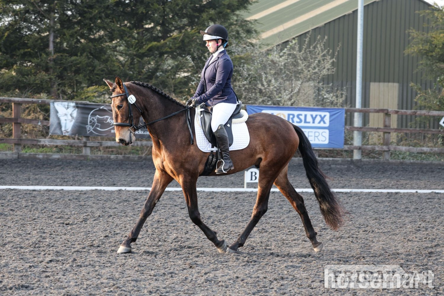 Nether Wasdale "Estupendo" Bay Gelding Dressage Horse