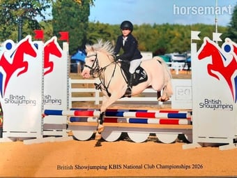 "Ivan" Grey Gelding Show Jumper
