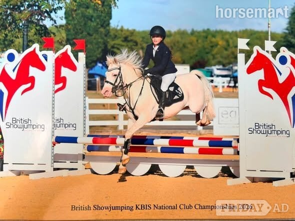 "Ivan" Grey Gelding Show Jumper in Gateshead