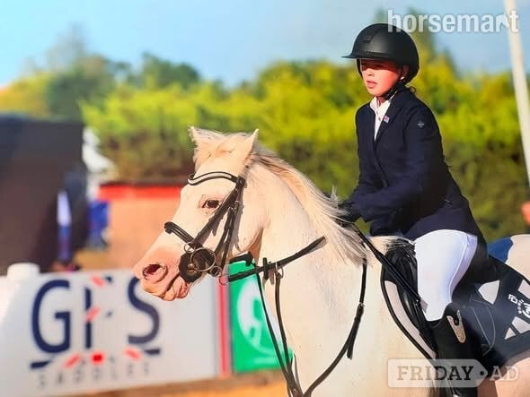 "Ivan" Grey Gelding Show Jumper