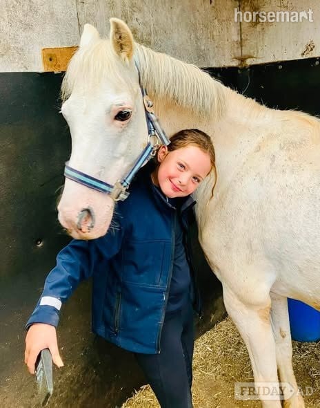 Gateshead "Ivan" Grey Gelding Show Jumper