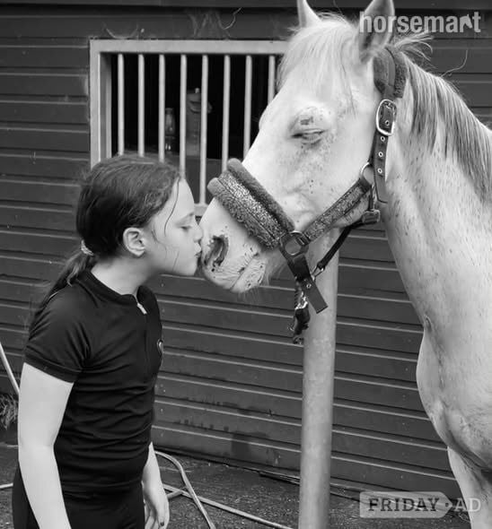 "Ivan" Grey Gelding Show Jumper - Horses in Gateshead