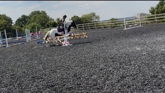 "Oreo" Piebald Mare Pony Club Pony