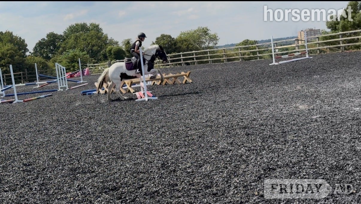 "Oreo" Piebald Mare Pony Club Pony in Orpington
