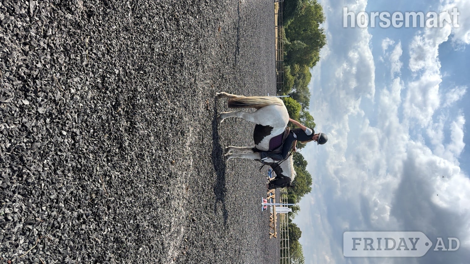 "Oreo" Piebald Mare Pony Club Pony