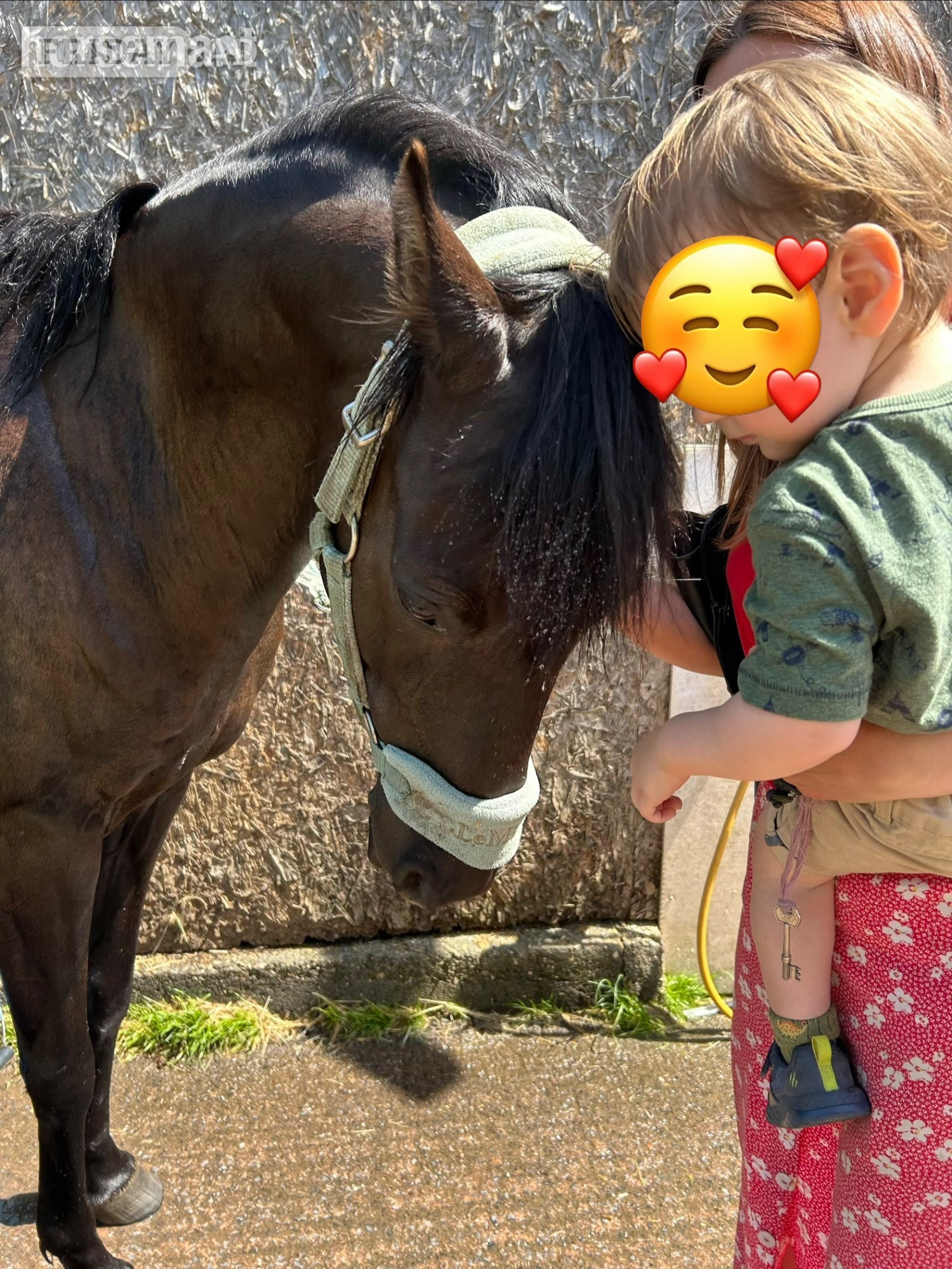 "Boots " Dark Bay Gelding All Rounder in Taunton