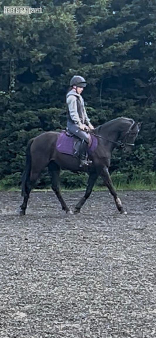 "Boots " Dark Bay Gelding All Rounder