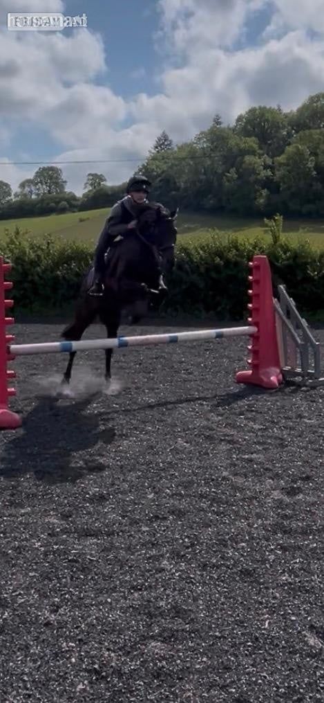 Taunton "Boots " Dark Bay Gelding All Rounder