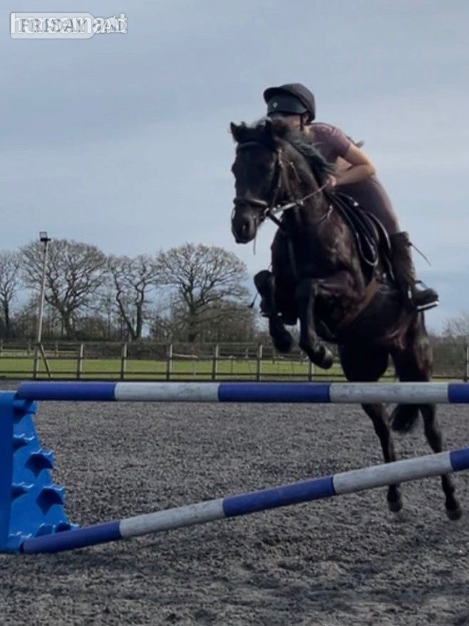 "Boots " Dark Bay Gelding All Rounder - Horses in Taunton