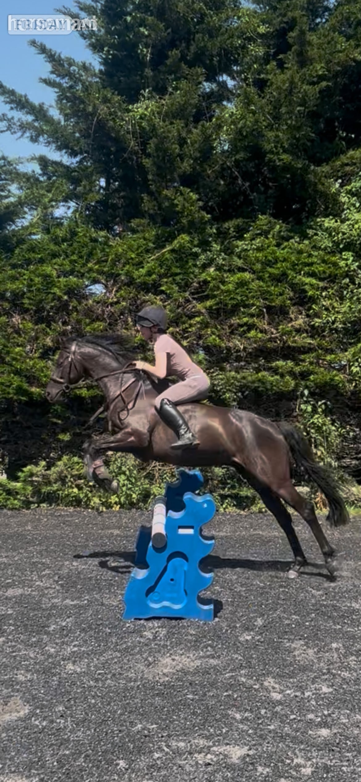 "Boots " Dark Bay Gelding All Rounder - Horses