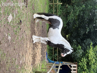 "William " Piebald Gelding Cob/Heavy Horse