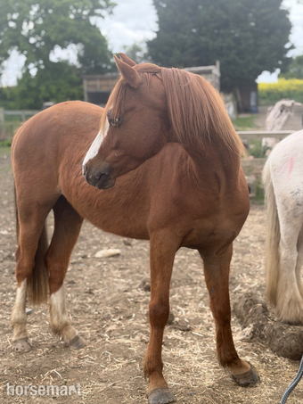 "Jazz" Chestnut Gelding Family Horse