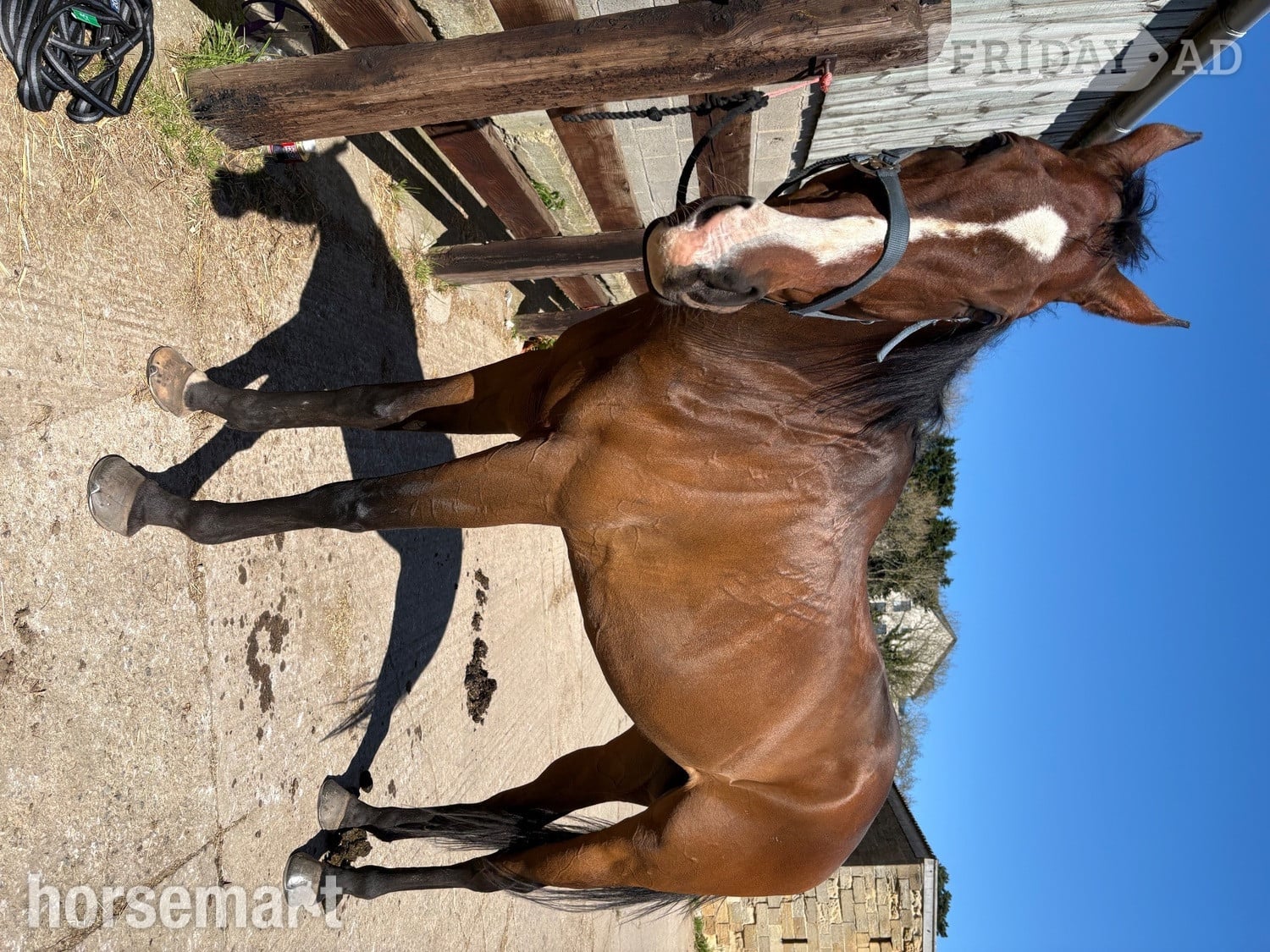 "Woody " Bay Gelding Ex Racehorse