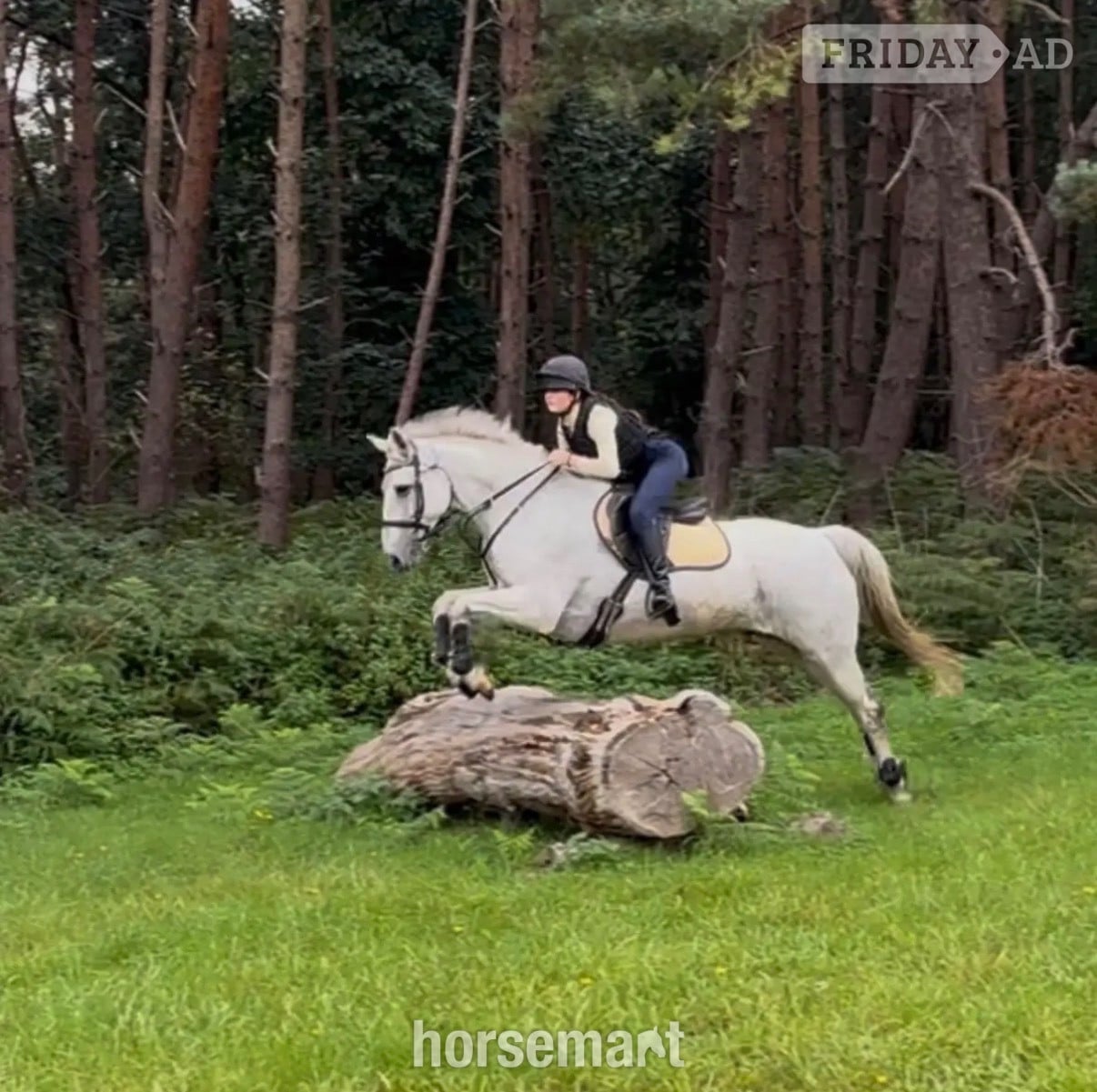 "Blue" Grey Gelding All Rounder