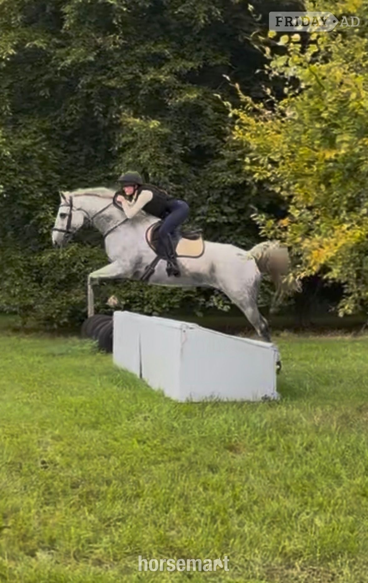 "Blue" Grey Gelding All Rounder - Horses in Beccles