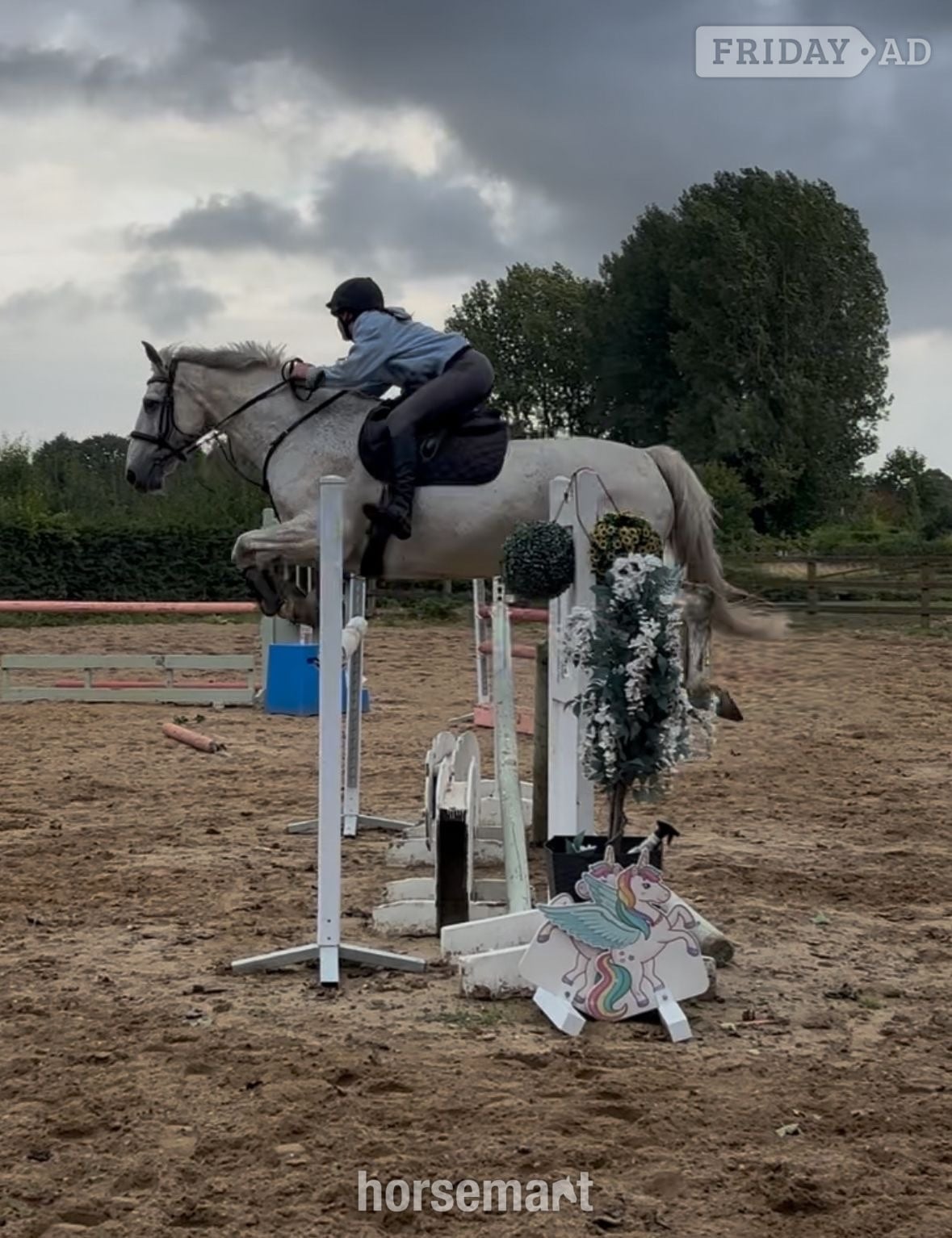 "Blue" Grey Gelding All Rounder - Horses