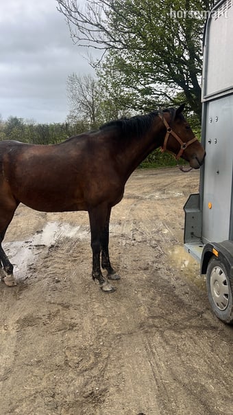 "Prim" Bay Mare All Rounder
