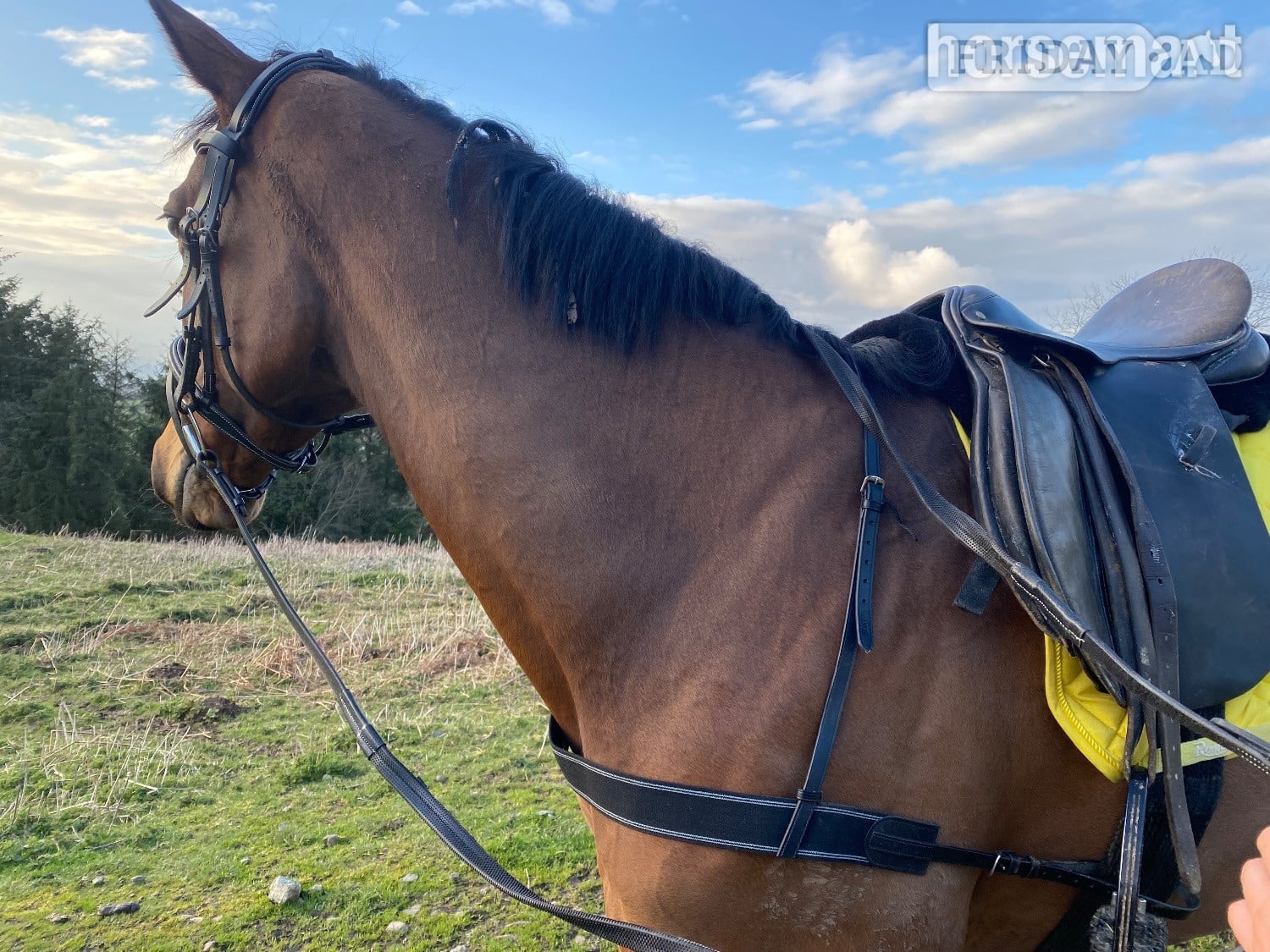 "Prim" Bay Mare All Rounder