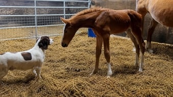 "Squirrel " Liver Chestnut Colt Youngstock / Foal