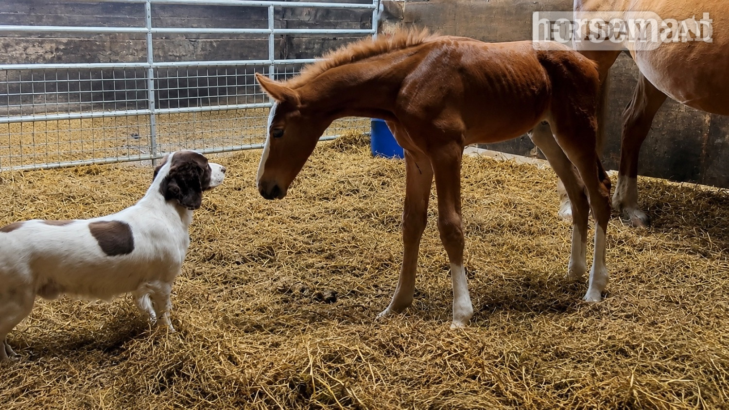 "Squirrel " Liver Chestnut Colt Youngstock / Foal in Bradford