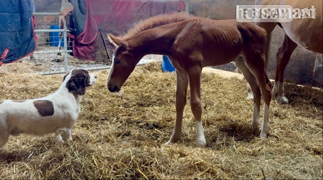 "Squirrel " Liver Chestnut Colt Youngstock / Foal