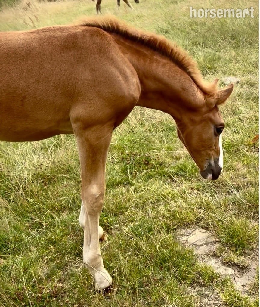 Bradford "Squirrel " Liver Chestnut Colt Youngstock / Foal