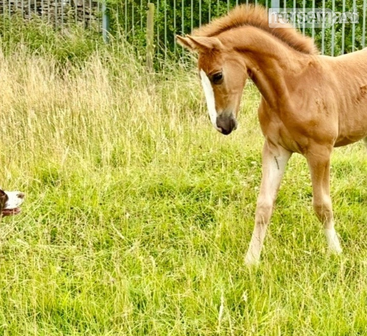 "Squirrel " Liver Chestnut Colt Youngstock / Foal - Horses in Bradford
