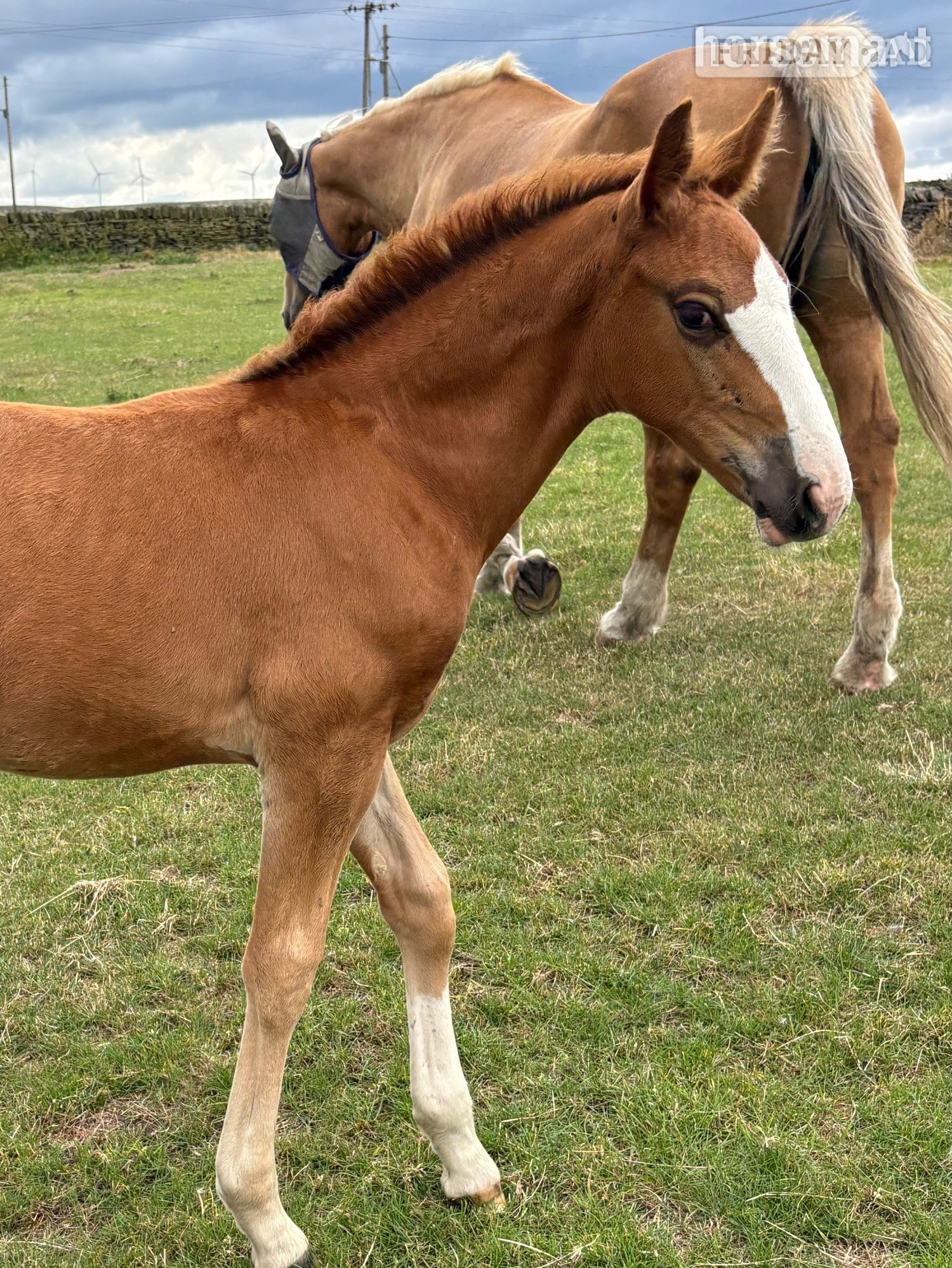 "Squirrel " Liver Chestnut Colt Youngstock / Foal - Horses