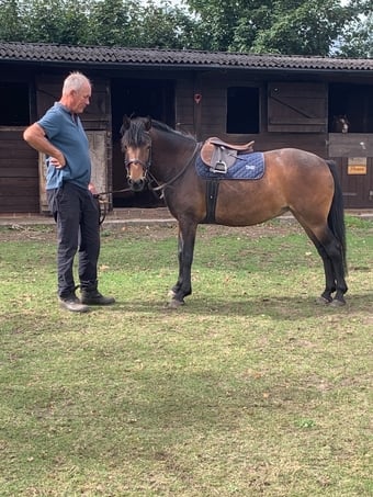"Elsa" Dark Bay Mare All Rounder