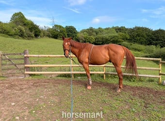 "Fagan" Chestnut Gelding All Rounder