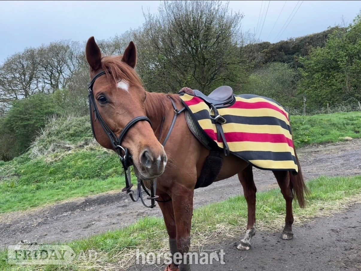 "Fagan" Chestnut Gelding All Rounder