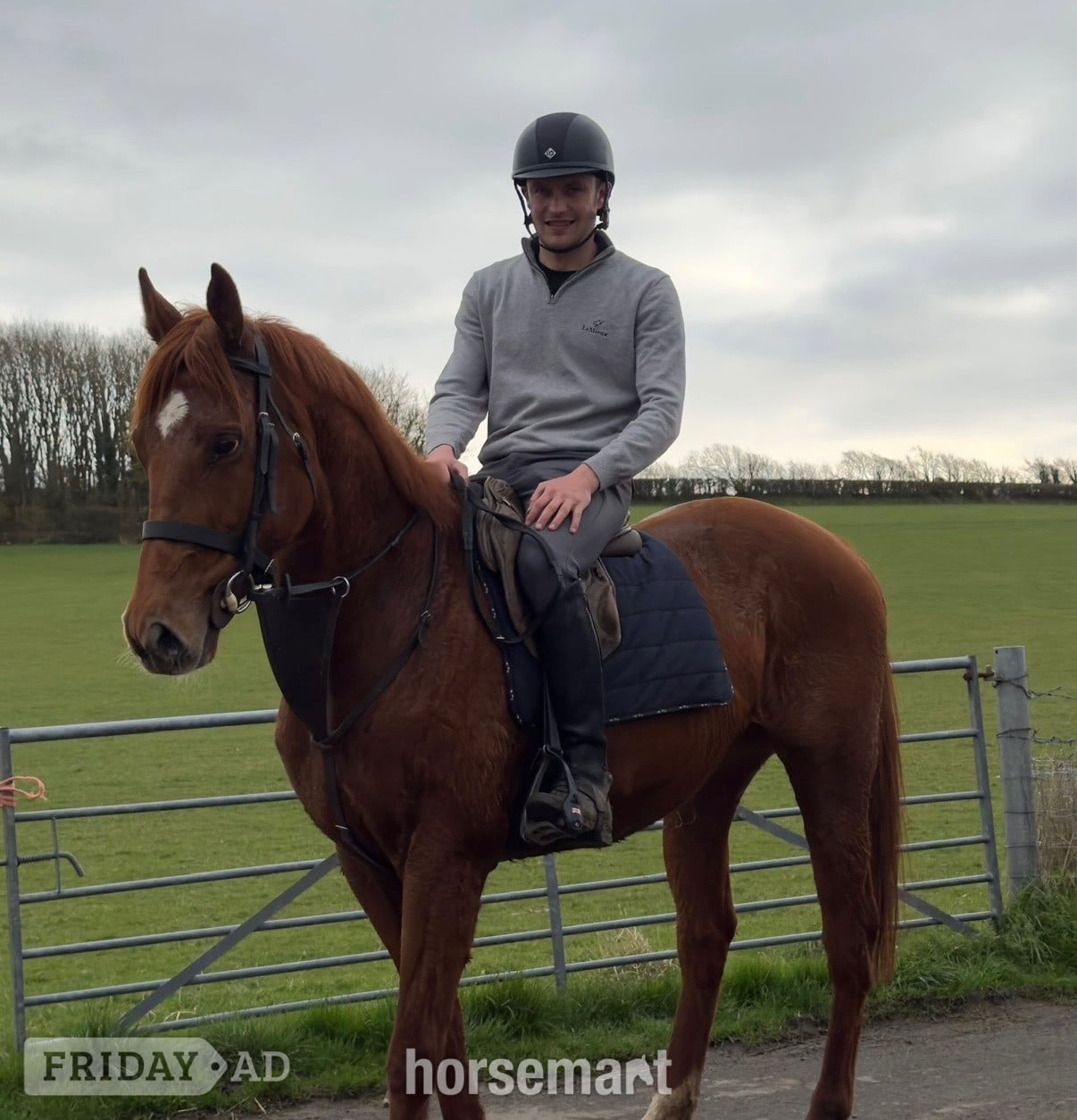 Cardiff "Fagan" Chestnut Gelding All Rounder