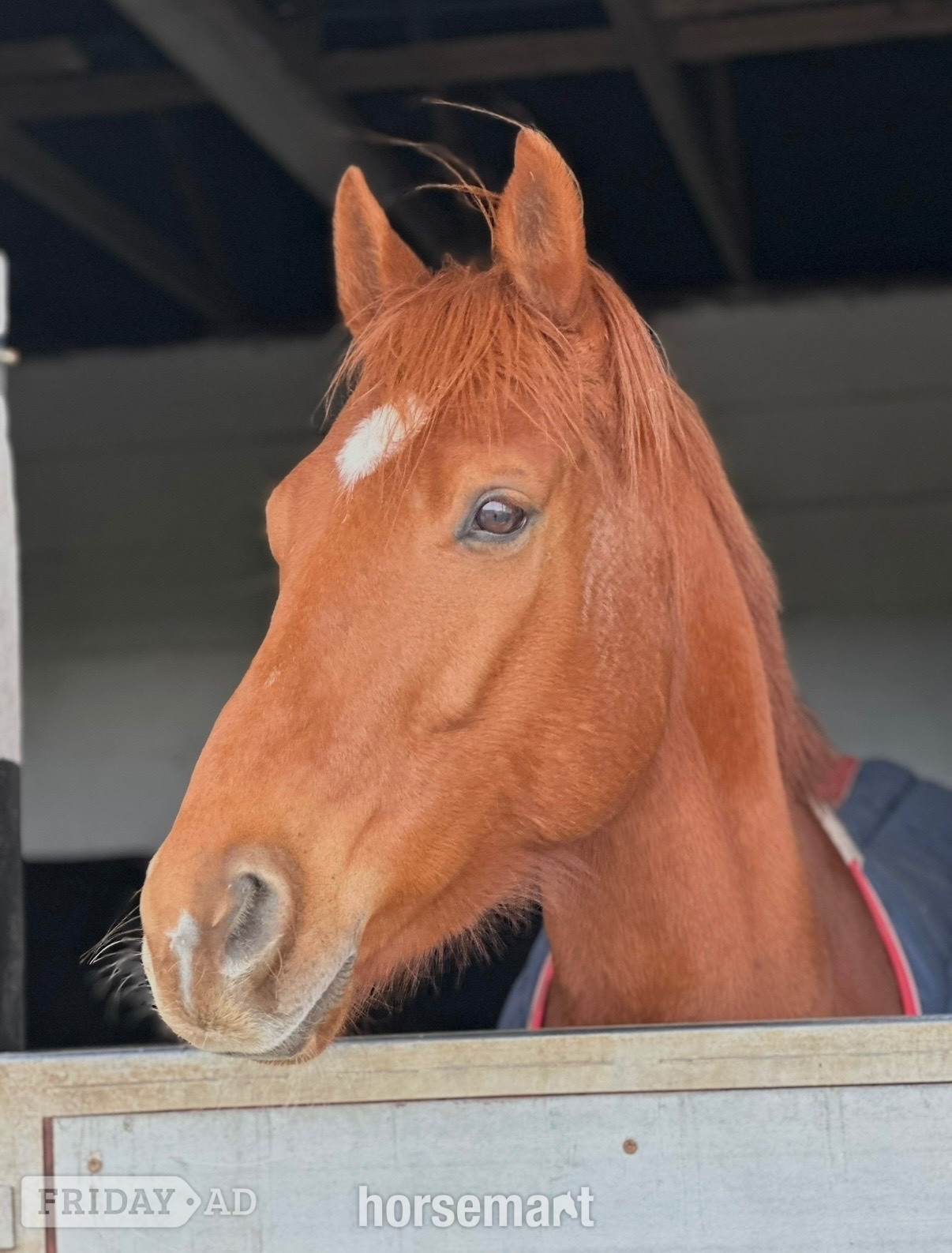 "Fagan" Chestnut Gelding All Rounder - Horses