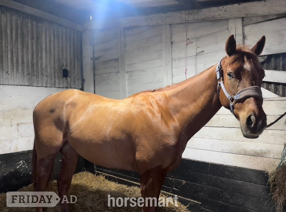 "Fagan" Chestnut Gelding All Rounder - Horses in Cardiff