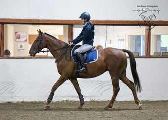"Olive "  Mare All Rounder