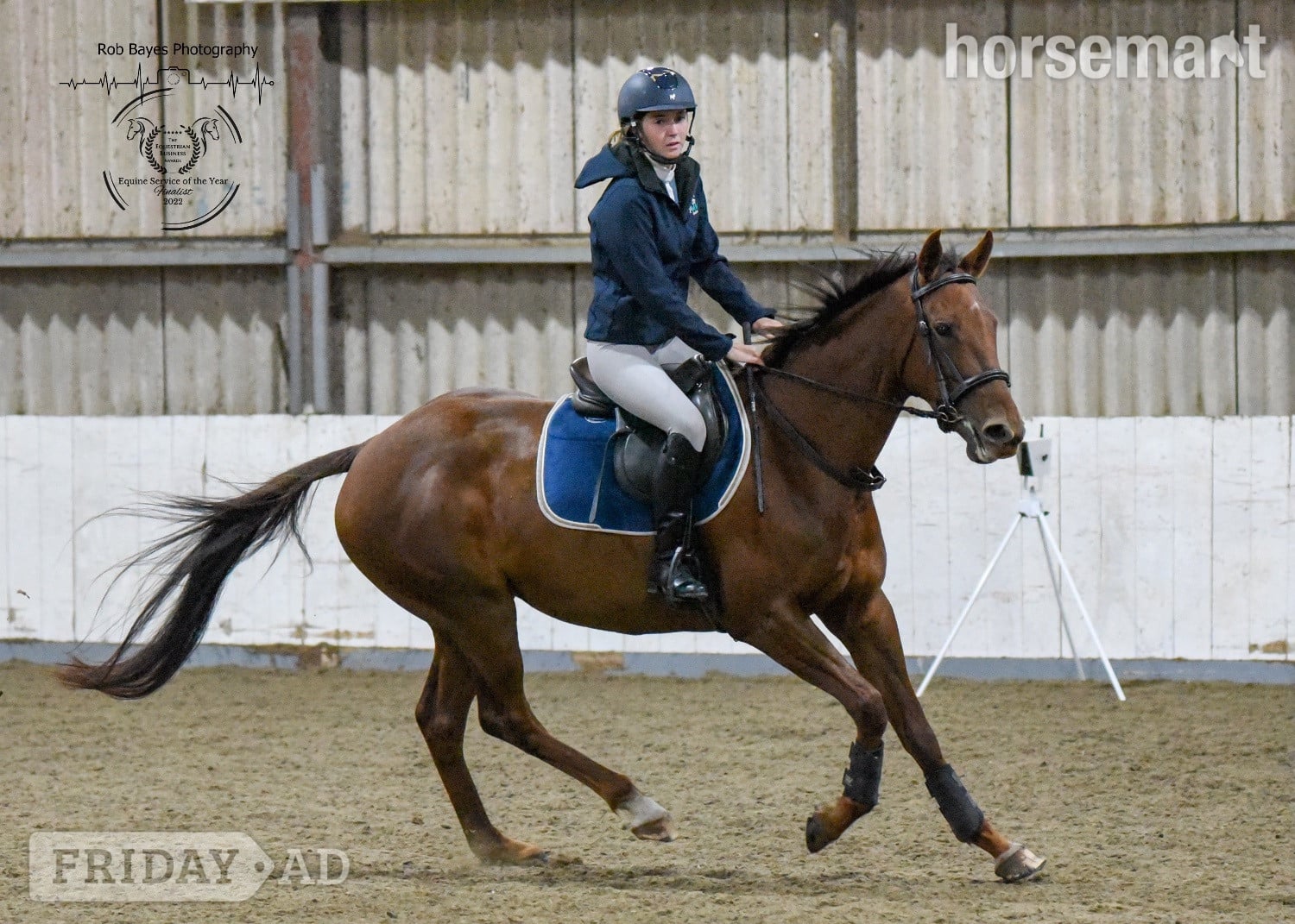 "Olive "  Mare All Rounder