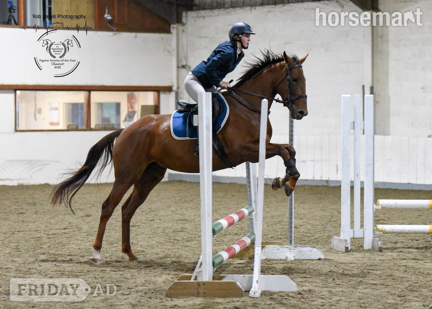 Bridgwater "Olive "  Mare All Rounder