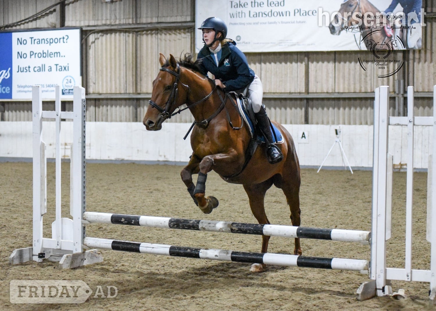 "Olive "  Mare All Rounder - Horses