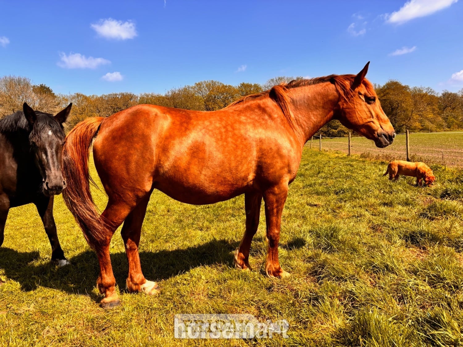 "Irish Draught In foal to Cos Me is Black" Chestnut Mare Broodmare in Knutsford