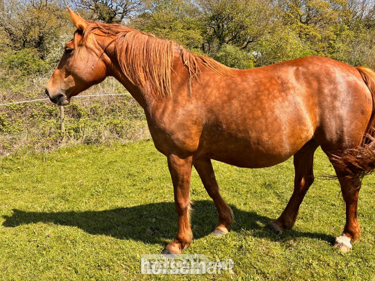 "Irish Draught In foal to Cos Me is Black" Chestnut Mare Broodmare