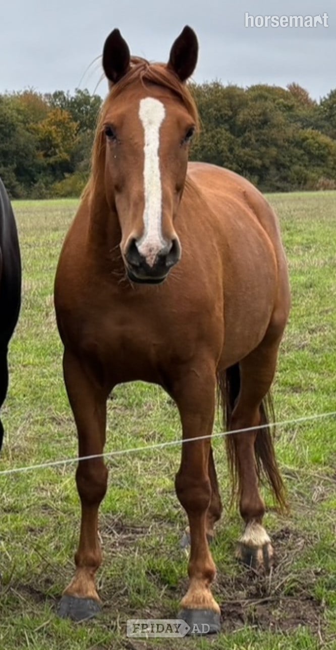 Knutsford "Irish Draught In foal to Cos Me is Black" Chestnut Mare Broodmare