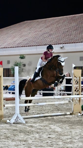 "Pierre" Bay Roan Gelding Show Jumper