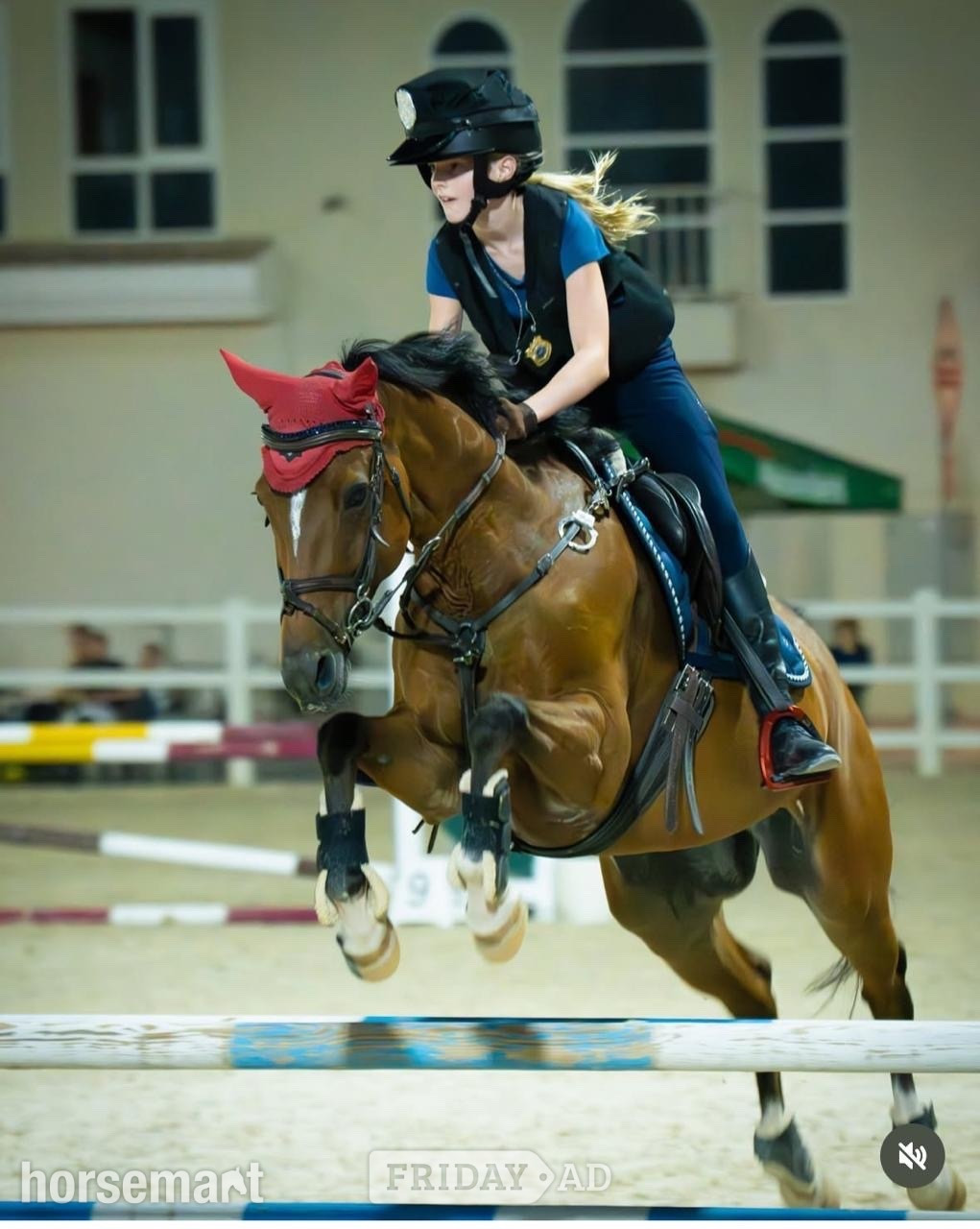 "Pierre" Bay Roan Gelding Show Jumper
