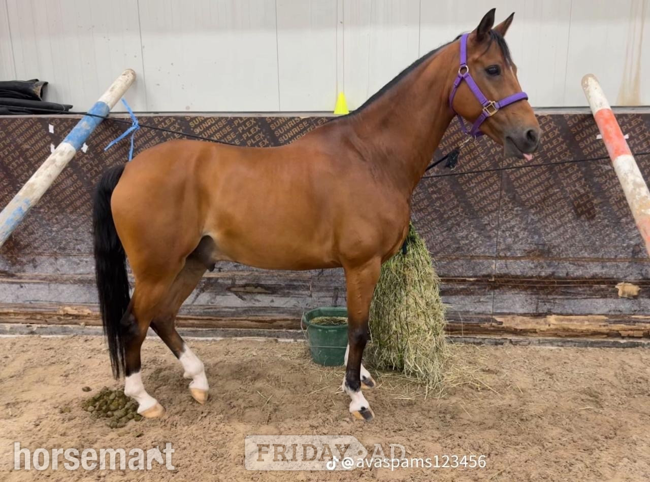 Willingale "Pierre" Bay Roan Gelding Show Jumper