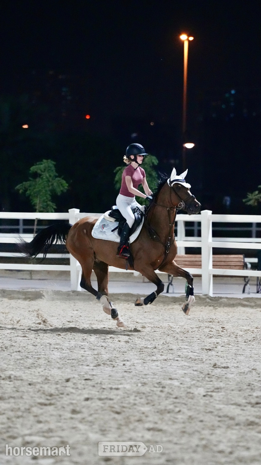 "Pierre" Bay Roan Gelding Show Jumper - Horses in Willingale