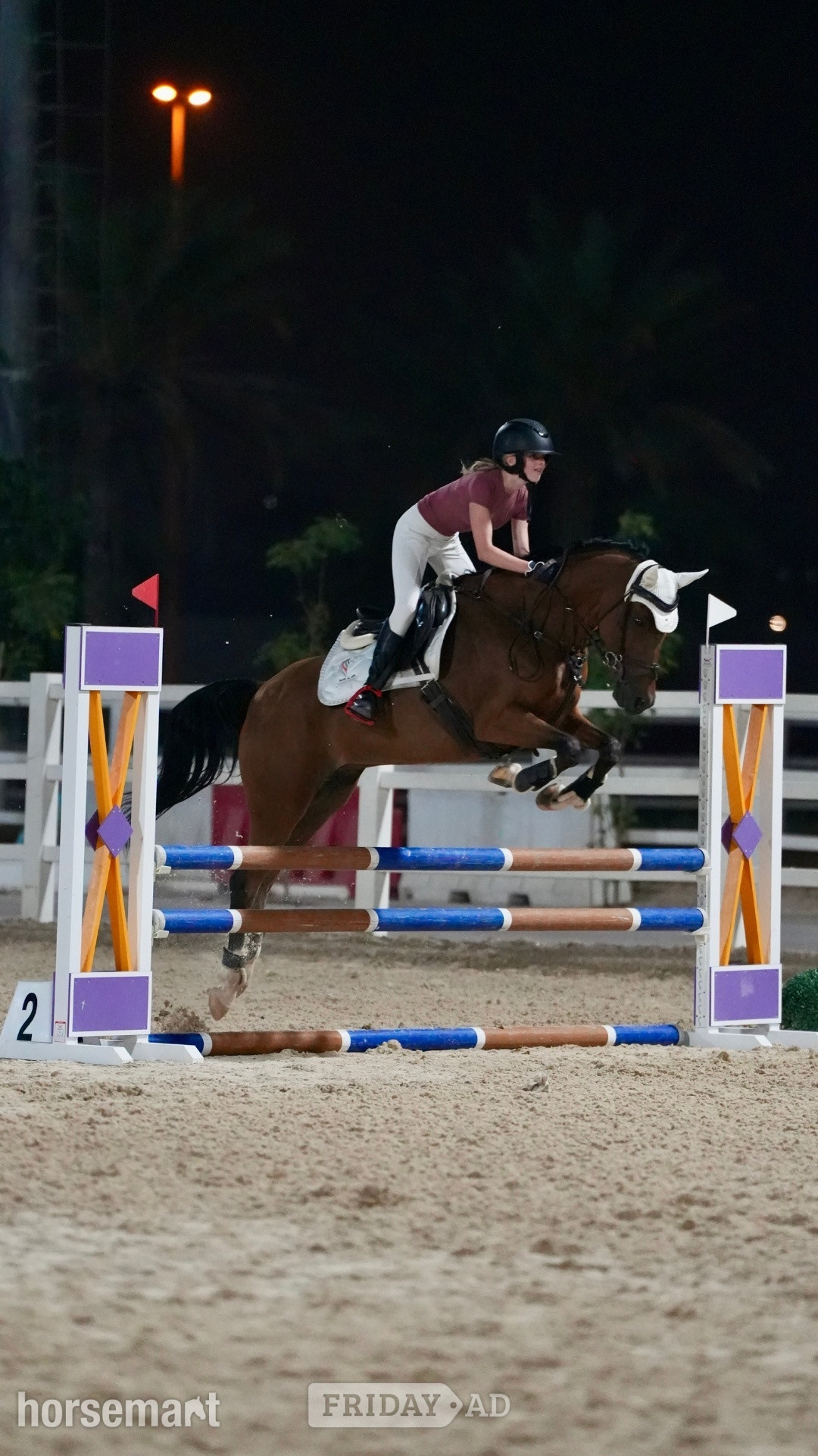 "Pierre" Bay Roan Gelding Show Jumper - Horses