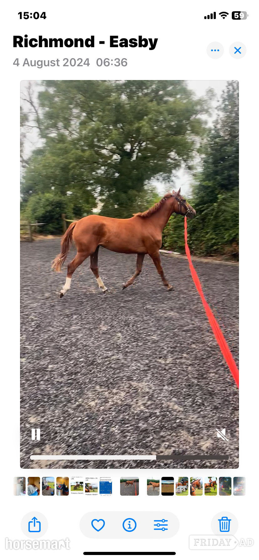 "Quinn (quintessential )" Chestnut Filly Young Sport Horse - Horses