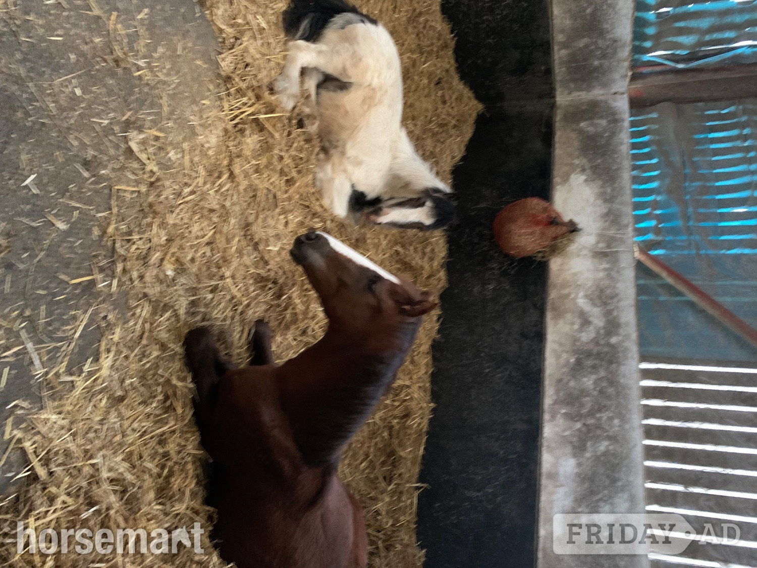 Richmond "Quinn (quintessential )" Chestnut Filly Young Sport Horse