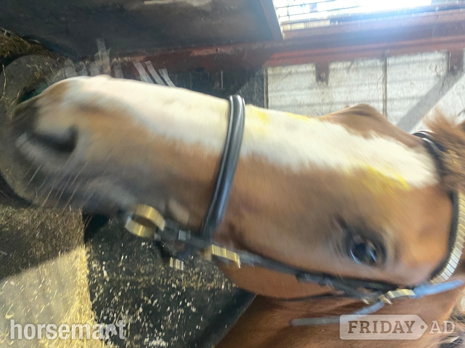"Quinn (quintessential )" Chestnut Filly Young Sport Horse - Horses in Richmond