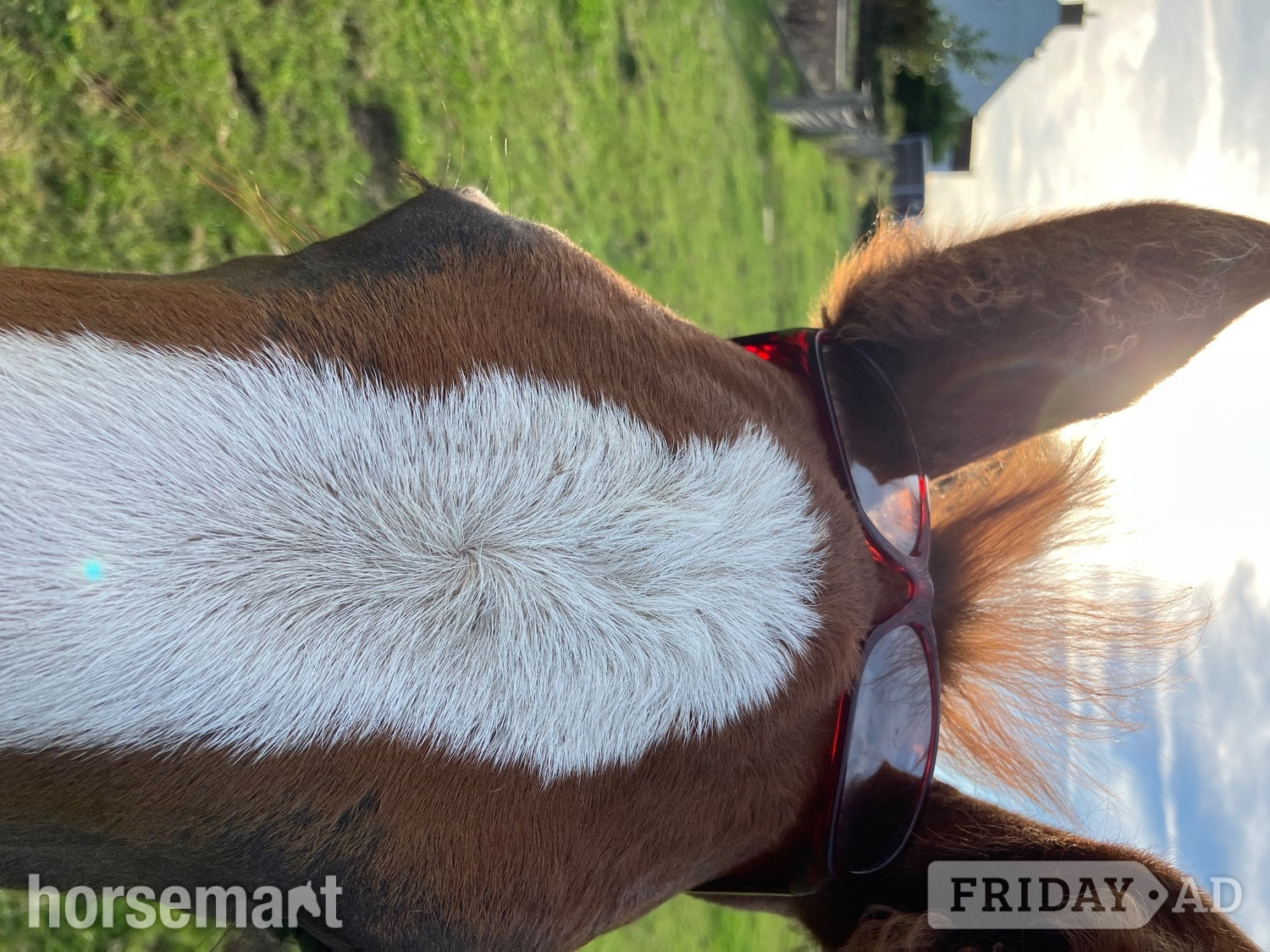 "Quinn (quintessential )" Chestnut Filly Young Sport Horse